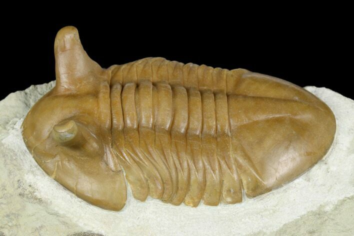 Asaphus Punctatus Trilobite - Beautiful Shell Preservation #178202
